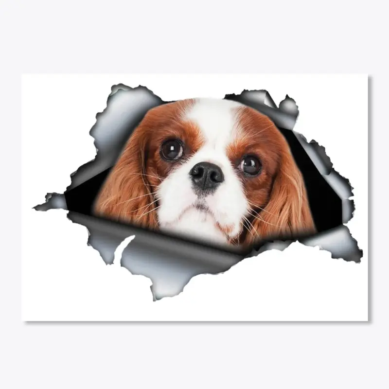 Cavalier King Charles Car Sticker